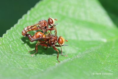 Conopidae - Blaaskopvliegen