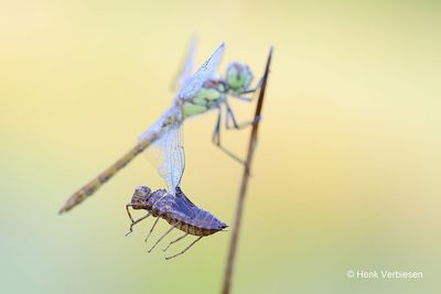 Sympetrum striolatum - Bruinrode Heidelibel 17.JPG