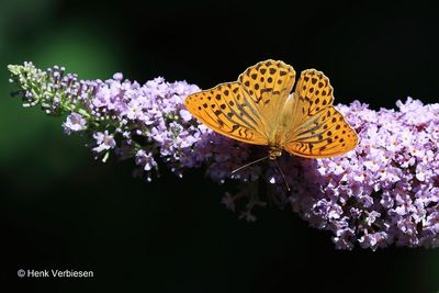 Argynnis paphia - Keizersmantel.JPG