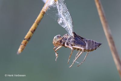 Sympetrum striolatum - Bruinrode Heidelibel 19.JPG