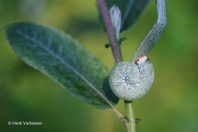 Trichiosoma tibiale - Meidoornbladwesp 1.JPG