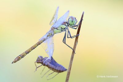 Sympetrum striolatum - Bruinrode Heidelibel 18.JPG
