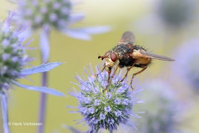 Tachina fera - Woeste Sluipvlieg.JPG