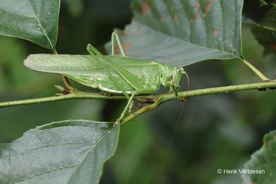 Tettigonia viridissima - Grote Groene Sabelsprinkhaan 1.JPG