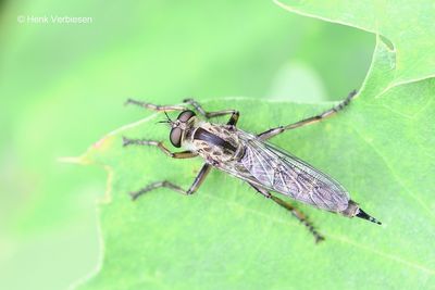 Tolmerus atricapillus - Gewone Roofvlieg 7.JPG