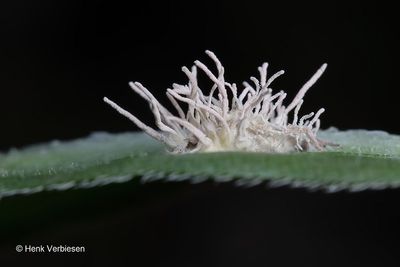 Gibellula leiopus - Geelwitte Spinnendoder 4.JPG