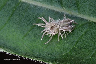 Gibellula leiopus - Geelwitte Spinnendoder 5.JPG