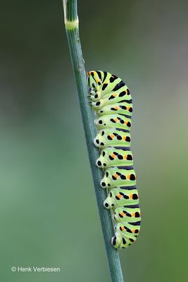 Papilio machaon - Koninginnenpage 7.JPG
