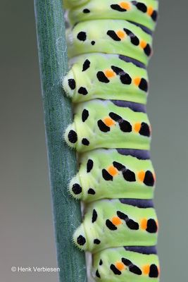 Papilio machaon - Koninginnenpage 8.JPG
