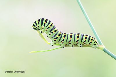 Papilio machaon - Koninginnenpage 6.JPG