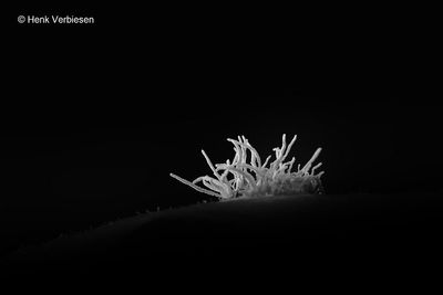 Gibellula leiopus - Geelwitte Spinnendoder 1.JPG