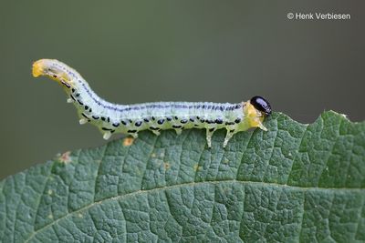 Nematus pavidus 8.JPG