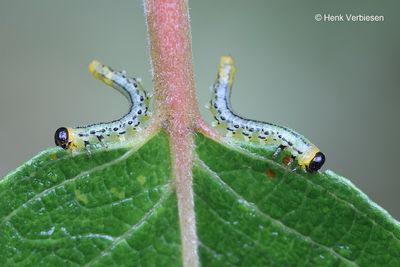 Nematus pavidus 6.JPG
