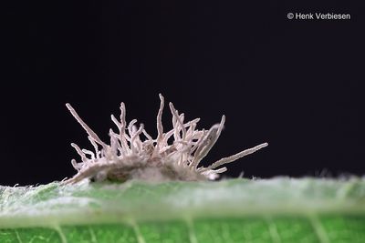 Gibellula leiopus - Geelwitte Spinnendoder 3.JPG