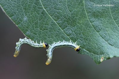 Nematus pavidus 5.JPG