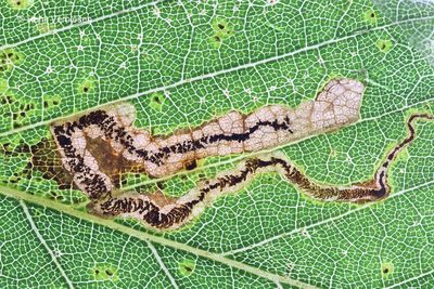 Stigmella samiatella - Bruine Eikenmineermot.JPG