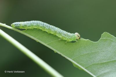 Nematus tibialis - Robiniabladwesp.JPG