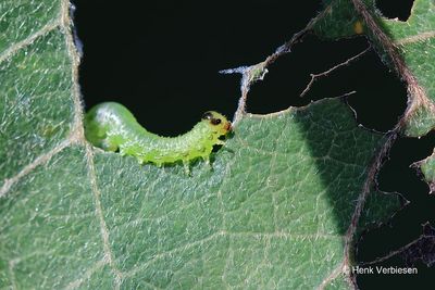 Stauronematus platycerus - Palissadenbladwesp 4.JPG