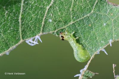 Stauronematus platycerus - Palissadenbladwesp 2.JPG