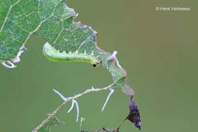 Stauronematus platycerus - Palissadenbladwesp 1.JPG