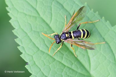 Tenthredo scrophulariae - Helmkruidbladwesp 3.JPG