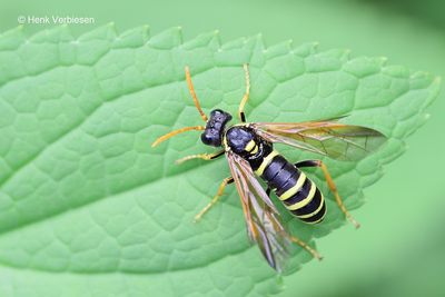Tenthredo scrophulariae - Helmkruidbladwesp 4.JPG