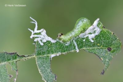 Stauronematus platycerus - Palissadenbladwesp 3.JPG