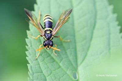 Tenthredo scrophulariae - Helmkruidbladwesp 2.JPG