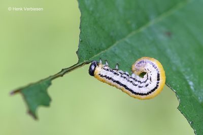 Tenthredinidae - Echte Bladwespen
