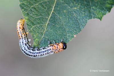 Nematus miliaris - Weidebladwesp 6.JPG