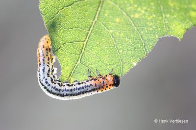 Nematus miliaris - Weidebladwesp 7.JPG