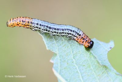 Nematus miliaris - Weidebladwesp 8.JPG