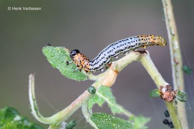 Nematus miliaris - Weidebladwesp 4.JPG