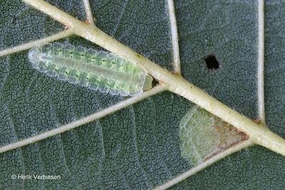 Platycampus luridiventris.JPG