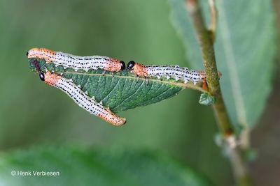 Nematus miliaris - Weidebladwesp 3.JPG