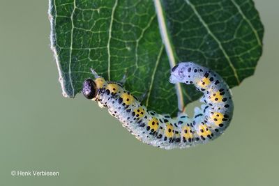 Nematus melanocephalus 3.JPG