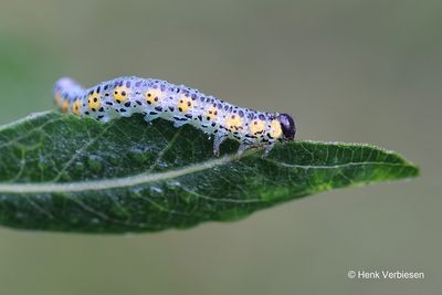 Nematus melanocephalus 2.JPG