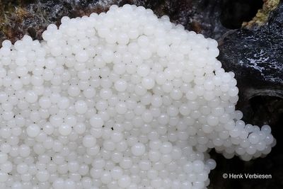 Stemonitis spec. - Netpluimpje onbekend 2.JPG