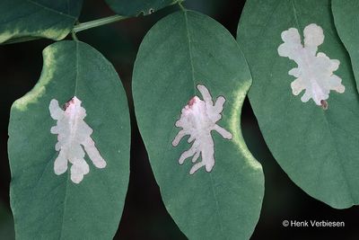 Parectopa robiniella - Acaciawolkje 1.JPG