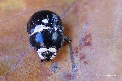 Beauveria bassiana 2.JPG