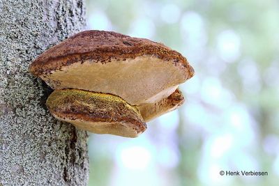 Inonotus hispidus - Ruige Weerschijnzwam 6.JPG