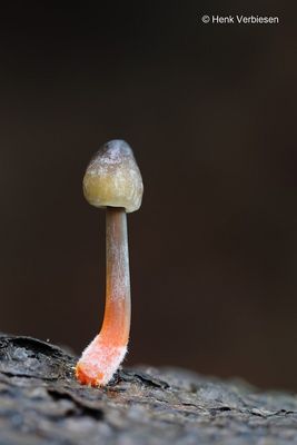 Mycena crocata - Prachtmycena  9.JPG