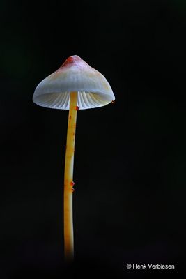 Mycena crocata - Prachtmycena 6.JPG