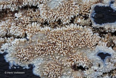 Mycoacia nothofagi - Geurende Stekelkorstzwam 3.JPG
