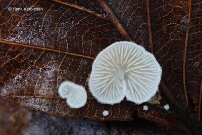 Crepidotus epibryus - Klein Oorzwammetje.JPG