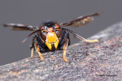 Vespa velutina nigrithorax - Aziatische Hoornaar 1.JPG