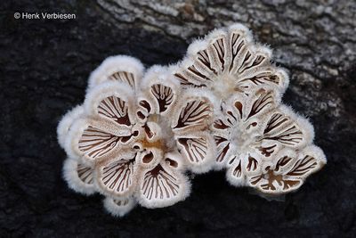 Schizophyllum commune - Waaiertje 1.JPG