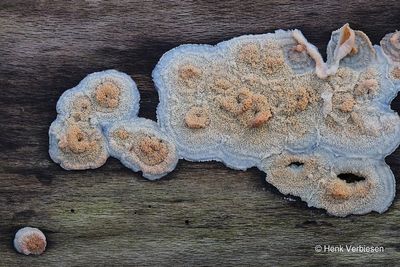 Phlebia tremellosa - Spekzwoerdzwam 2.JPG