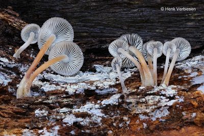 Mycena inclinata - Fraaisteelmycena 6.JPG