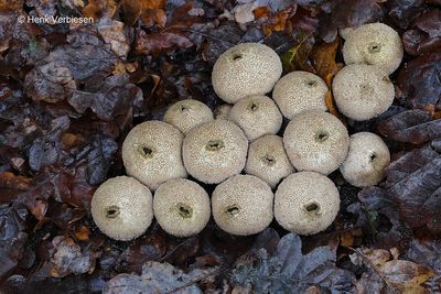 Lycoperdon perlatum - Parelstuifzwam 2.JPG